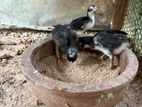 Parrot beak long tail chick