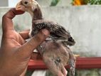 Parrot Beak Long Tail Chicks