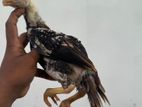 Parrot Beak Long Tail Chicks