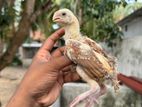 Parrot Beak Long Tail Chicks