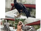 Parrot Beak Long Tail Chicks