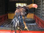 Parrot Beak Long Tail Chicks