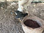 Parrot beak Long tail chicks