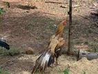 Parrot Beak Long Tail Chicks