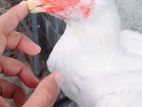 Parrot Beak Long Tail Rooster