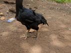 Parrot Beak Long Tail