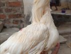 Parrot Beak Long Tail