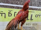 Parrot Beak Long Tail Rooster