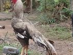 Parrot Beak Long Tail