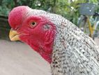 Parrot Beak Long Tail Rooster