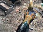 Parrot Beak Long Tail Rooster
