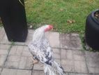 Parrot Beak Long Tail Rooster