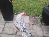 Parrot Beak Long Tail Rooster