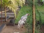 parrot beak long tail rooster