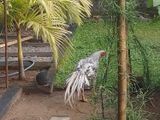 Parrot Beak Long Tail Rooster