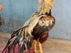 Parrot Beak Long Tail Rooster