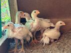 Parrot beak long tail white chicks