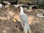 parrot beak long tail white chicks