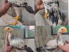 Parrot beak Longtail Chicks