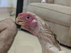 Parrot Beak Longtail Rooster