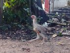 Parrot Beak Longtail Rooster
