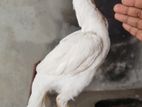 Parrot Beak Longtail Top Quality