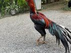 Parrot Beak Rooster