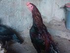 Parrot Beak Rooster