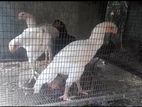 Parrot Beak Piyo White