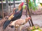 Parrot Beak Rooster