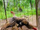 Parrot Beak Rooster