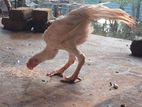 Parrot Beak Rooster Aseel