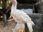 Parrot Beak Rooster Chick