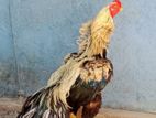 Parrot Beak Rooster