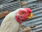 Parrot Beak Rooster