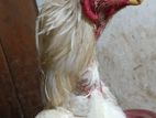 Parrot Beak Rooster