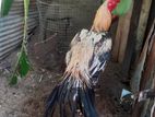 Parrot Beak Rooster