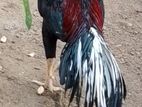 Parrot Beak Rooster