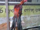 Parrot Beak Rooster