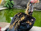 Parrot beak Rooster