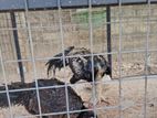 Parrot Beak Rooster