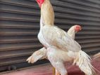 Parrot Beak Rooster