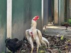 Parrot Beak Rooster