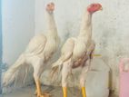 Parrot Beak Rooster