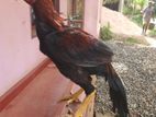 parrot beak rooster