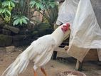 Parrot beak rooster