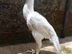 Parrot Beak Rooster