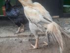 Parrot Beak Rooster