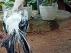 Parrot Beak Rooster