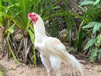 Parrot Beak Rooster